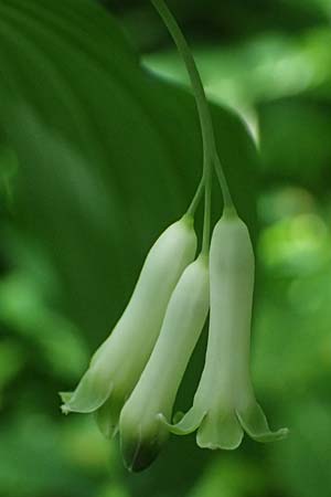 Polygonatum multiflorum \ Vielbltiges Salomonssiegel, Vielbltige Weiwurz / Solomon's Seal, D Zwingenberg an der Bergstraße 4.5.2025