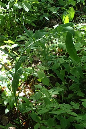 Polygonatum multiflorum \ Vielbltiges Salomonssiegel, Vielbltige Weiwurz / Solomon's Seal, D Zwingenberg an der Bergstraße 4.5.2025