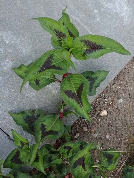 Persicaria maculosa \ Floh-Knterich / Redshank, D Duisburg 20.6.2025