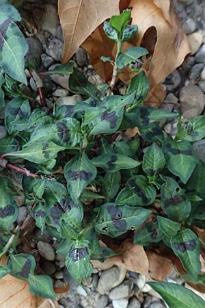 Persicaria lapathifolia \ Ampfer-Kn�terich / Pale Persicaria, D Altrip 6.8.2026