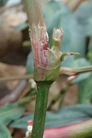 Persicaria maculosa \ Floh-Kn�terich / Redshank, D Mannheim 13.9.2026