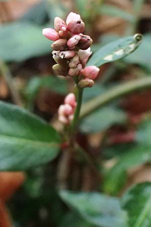 Persicaria maculosa \ Floh-Kn�terich / Redshank, D Mannheim 13.9.2026
