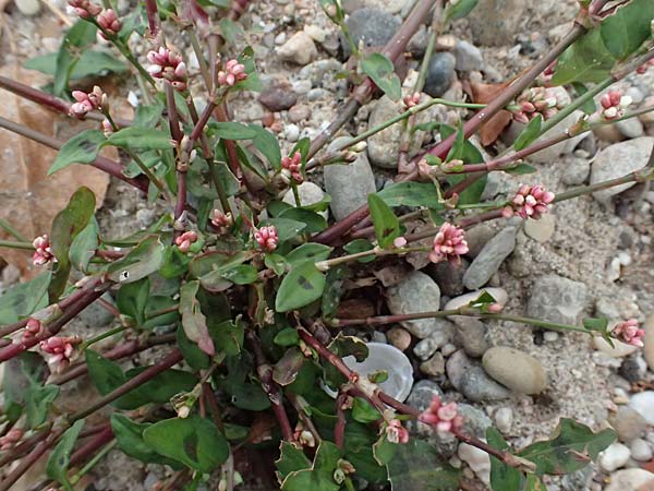 Persicaria maculosa \ Floh-Kn�terich / Redshank, D Mannheim 14.9.2026
