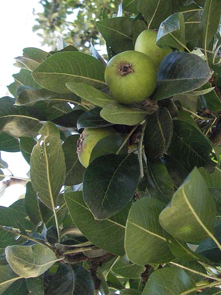 Pyrus nivalis \ Schnee-Birne / Snow Pear, D Botan. Gar.  Universit.  Mainz 4.8.2007