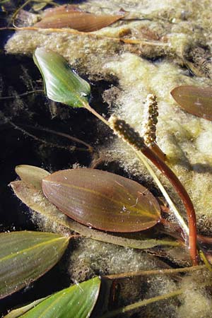 Potamogeton natans ? \ Schwimmendes Laichkraut / Broad-Leaved Pontweed, D Altlussheim 1.7.2015