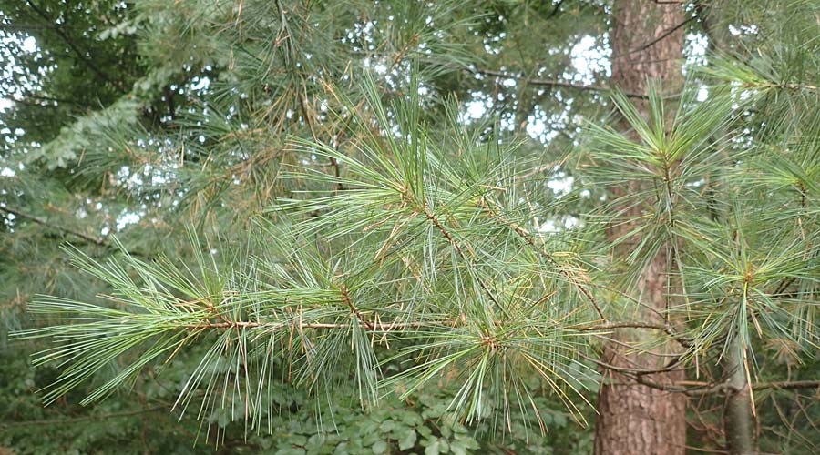 Pinus strobus \ Weymouths-Kiefer, Wei-Kiefer / Eastern White Pine, D Bad Dürkheim 3.10.2016