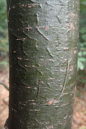 Pinus strobus \ Weymouths-Kiefer, Wei-Kiefer / Eastern White Pine, D Bad Dürkheim 3.10.2016