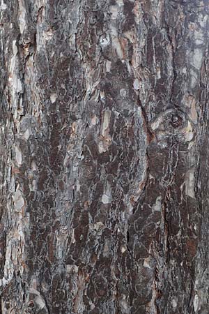 Pinus nigra \ Schwarz-Kiefer / Black Pine, Austrian Pine, D Mannheim 18.8.2017