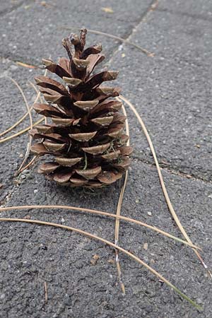 Pinus nigra \ Schwarz-Kiefer / Black Pine, Austrian Pine, D Mannheim 18.8.2017