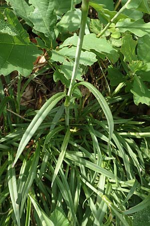 Silene viscaria \ Gewhnliche Pechnelke / Sticky Catchfly, D Eberbach 11.5.2018