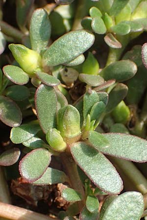 Portulaca nitida \ Glnzender Portulak / Glossy Purslane, D Jülich 22.8.2018