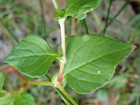 Persicaria nepalensis \ Nepal-Knterich / Nepal Knotweed, D Kirchhundem-Benolpe 24.8.2018