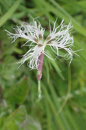 Dianthus superbus subsp. superbus \ Gewhnliche Prachtnelke / Superb Pink, Large Pink, D Kehl 22.5.2020
