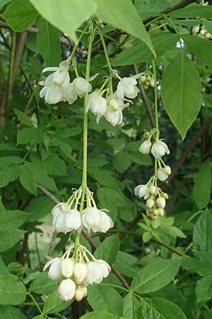 Staphylea pinnata \ Pimpernuss / Bladdernut, D Weinheim an der Bergstraße, Schlosspark 21.4.2022