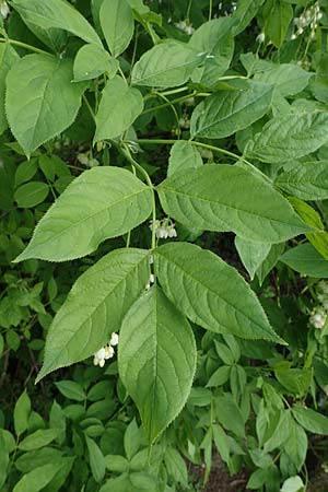 Staphylea pinnata \ Pimpernuss / Bladdernut, D Weinheim an der Bergstraße, Schlosspark 21.4.2022