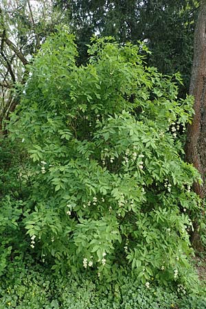 Staphylea pinnata \ Pimpernuss / Bladdernut, D Weinheim an der Bergstraße, Schlosspark 21.4.2022