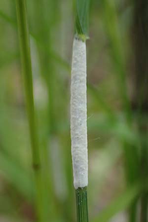 Poa nemoralis \ Hain-Rispengras / Wood Meadow Grass, D Höpfingen 20.5.2023