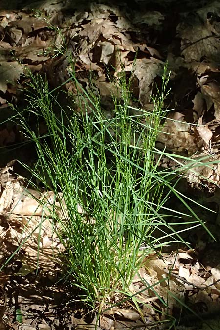 Poa nemoralis \ Hain-Rispengras / Wood Meadow Grass, D Mannheim 9.5.2026