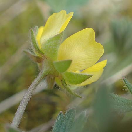 Potentilla incana \ Sand-Fingerkraut / Sand Cinquefoil, D Seeheim an der Bergstraße 22.4.2016
