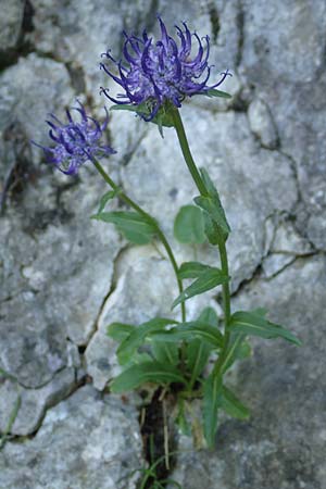 Phyteuma orbiculare \ Kugel-Rapunzel / Round-Headed Rampion, D Pfronten 28.6.2016