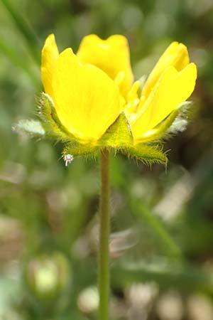 Potentilla incana \ Sand-Fingerkraut / Sand Cinquefoil, D Seeheim an der Bergstraße 16.4.2018