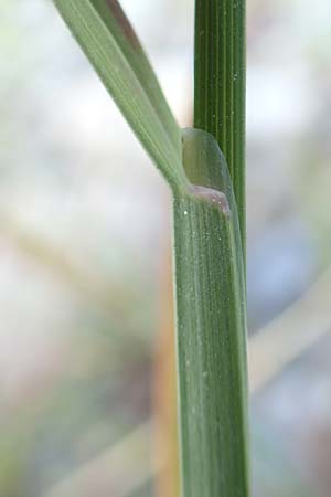Poa palustris \ Sumpf-Rispengras / Swamp Meadow Grass, D Hartheim 5.6.2018