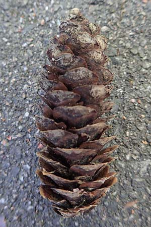 Picea omorika \ Serbische Fichte, Omorika-Fichte / Serbian Spruce, D Bonn 9.7.2018