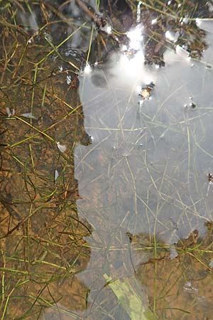 Potamogeton pusillus agg. \ Zwerg-Laichkraut / Small Pontweed, D Drover Heide 9.7.2018