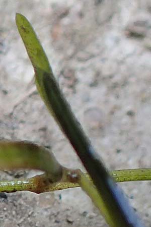 Potamogeton pusillus agg. \ Zwerg-Laichkraut / Small Pontweed, D Drover Heide 9.7.2018