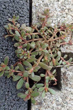 Portulaca granulatostellulata \ Granuliertsterniger Portulak / Granulate-Stellate Purslane, D Stuttgart 1.9.2018