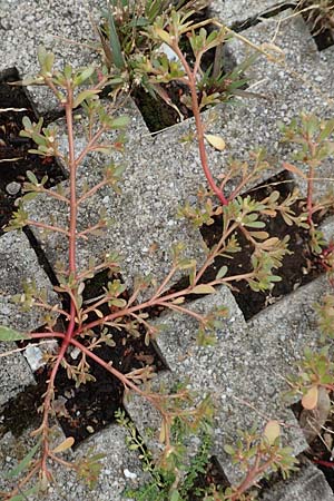 Portulaca granulatostellulata \ Granuliertsterniger Portulak / Granulate-Stellate Purslane, D Stuttgart 1.9.2018