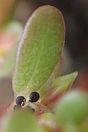 Portulaca granulatostellulata \ Granuliertsterniger Portulak / Granulate-Stellate Purslane, D Stuttgart 1.9.2018