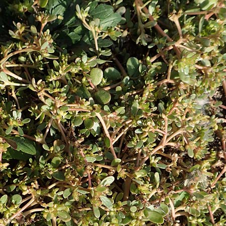 Portulaca granulatostellulata \ Granuliertsterniger Portulak / Granulate-Stellate Purslane, D Maxdorf 18.10.2018