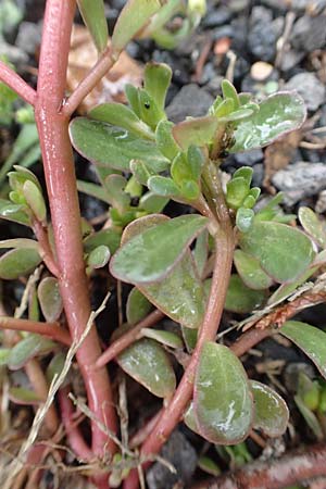Portulaca granulatostellulata \ Granuliertsterniger Portulak / Granulate-Stellate Purslane, D Sankt Augustin 22.10.2018