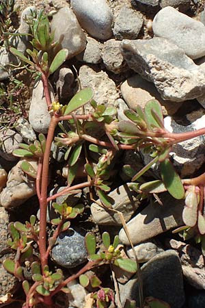 Portulaca granulatostellulata \ Granuliertsterniger Portulak / Granulate-Stellate Purslane, D Sachsen-Anhalt, Havelberg 18.9.2020