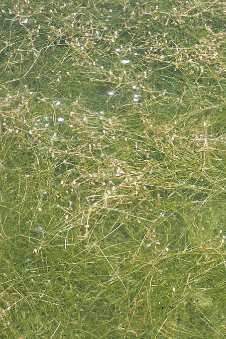 Potamogeton pusillus agg. \ Zwerg-Laichkraut / Small Pontweed, D Kaiserstuhl,  Burkheim 1.6.2021