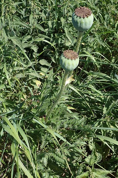 Papaver setiferum \ Falscher Orient-Mohn / False Oriental Poppy, D Thüringen, Hemleben 12.6.2023