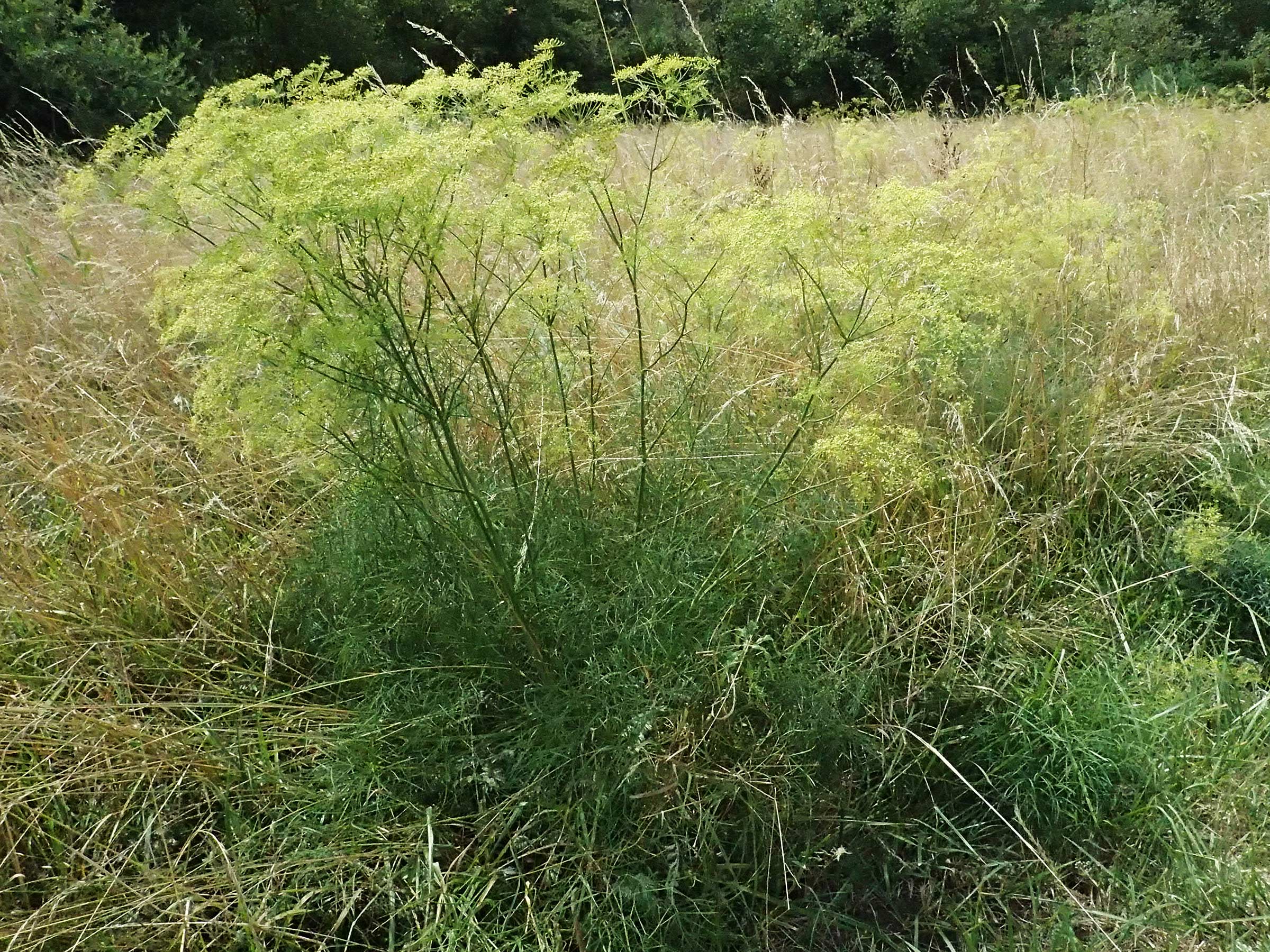 Peucedanum officinale \ Arznei-Haarstrang / Hog's Fennel, D Pfalz,  Dannstadt 20.7.2023