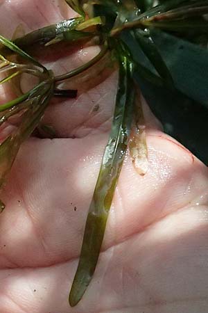 Potamogeton obtusifolius \ Stumpfblttriges Laichkraut / Blunt-Leaf Pontweed, D Kisslegg-Waltershofen 15.8.2024
