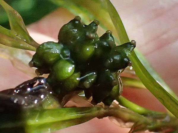 Potamogeton obtusifolius \ Stumpfblttriges Laichkraut / Blunt-Leaf Pontweed, D Kisslegg-Waltershofen 15.8.2024