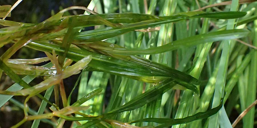 Potamogeton obtusifolius \ Stumpfblttriges Laichkraut / Blunt-Leaf Pontweed, D Kisslegg-Waltershofen 15.8.2024
