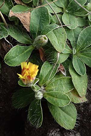 Hieracium pilosella \ Mausohr-Habichtskraut, Kleines Habichtskraut / Mouse-Ear Hawkweed, D Schwarzwald/Black-Forest, Baiersbronn 18.10.2025