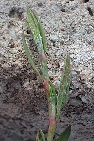 Polygonum arenastrum \ Gleichbl�ttriger Kn�terich, Trittrasen-Vogel-Kn�terich / Equal-Leaved Knotgrass, D Mannheim 5.8.2026