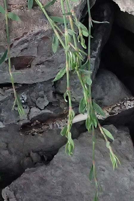Polygonum arenastrum \ Gleichbl�ttriger Kn�terich, Trittrasen-Vogel-Kn�terich / Equal-Leaved Knotgrass, D Mannheim 5.8.2026