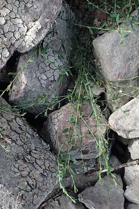 Polygonum arenastrum \ Gleichbl�ttriger Kn�terich, Trittrasen-Vogel-Kn�terich / Equal-Leaved Knotgrass, D Mannheim 5.8.2026