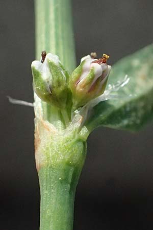 Polygonum arenastrum \ Gleichbl�ttriger Kn�terich, Trittrasen-Vogel-Kn�terich / Equal-Leaved Knotgrass, D Mannheim 5.8.2026