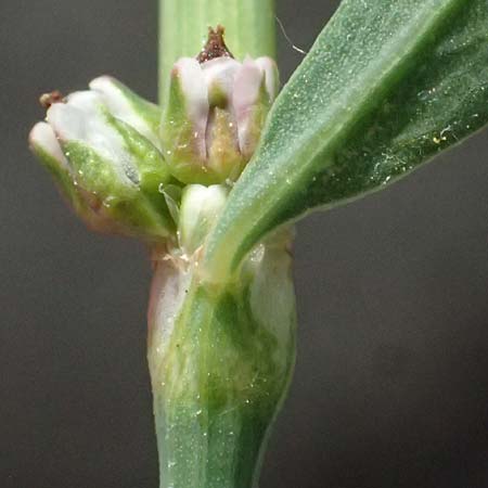 Polygonum arenastrum \ Gleichbl�ttriger Kn�terich, Trittrasen-Vogel-Kn�terich / Equal-Leaved Knotgrass, D Mannheim 5.8.2026