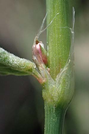 Polygonum arenastrum \ Gleichbl�ttriger Kn�terich, Trittrasen-Vogel-Kn�terich / Equal-Leaved Knotgrass, D Mannheim 5.8.2026