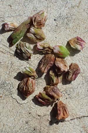 Polygonum arenastrum \ Gleichbl�ttriger Kn�terich, Trittrasen-Vogel-Kn�terich / Equal-Leaved Knotgrass, D Mannheim 5.8.2026