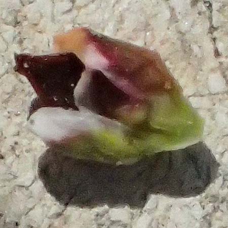 Polygonum arenastrum \ Gleichbl�ttriger Kn�terich, Trittrasen-Vogel-Kn�terich / Equal-Leaved Knotgrass, D Mannheim 5.8.2026